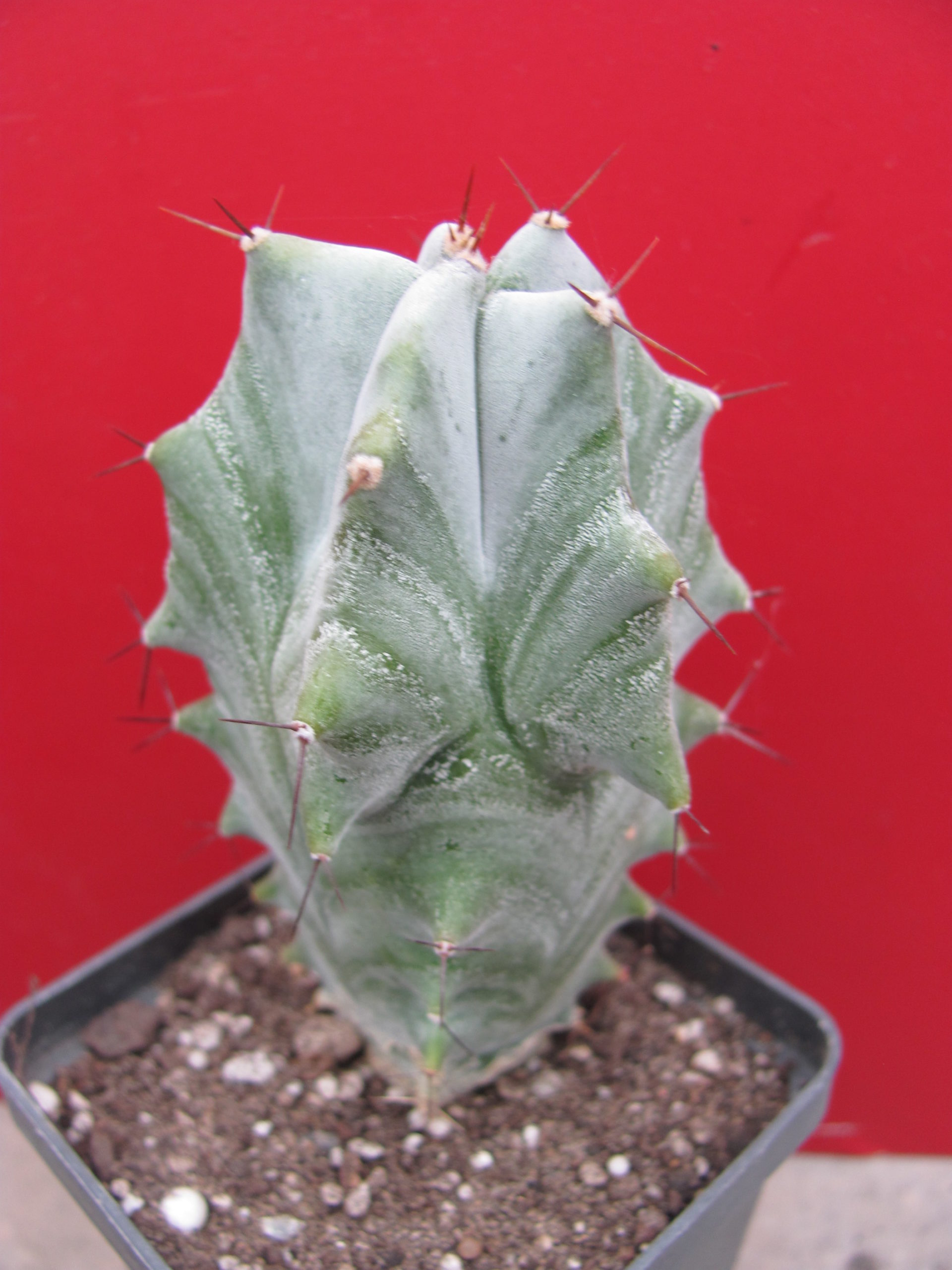 Lemairocereus pruinosus