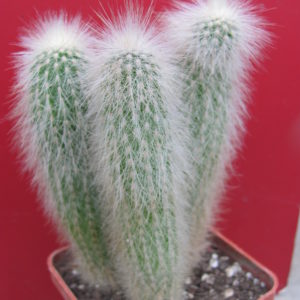 Cleistocactus strausii