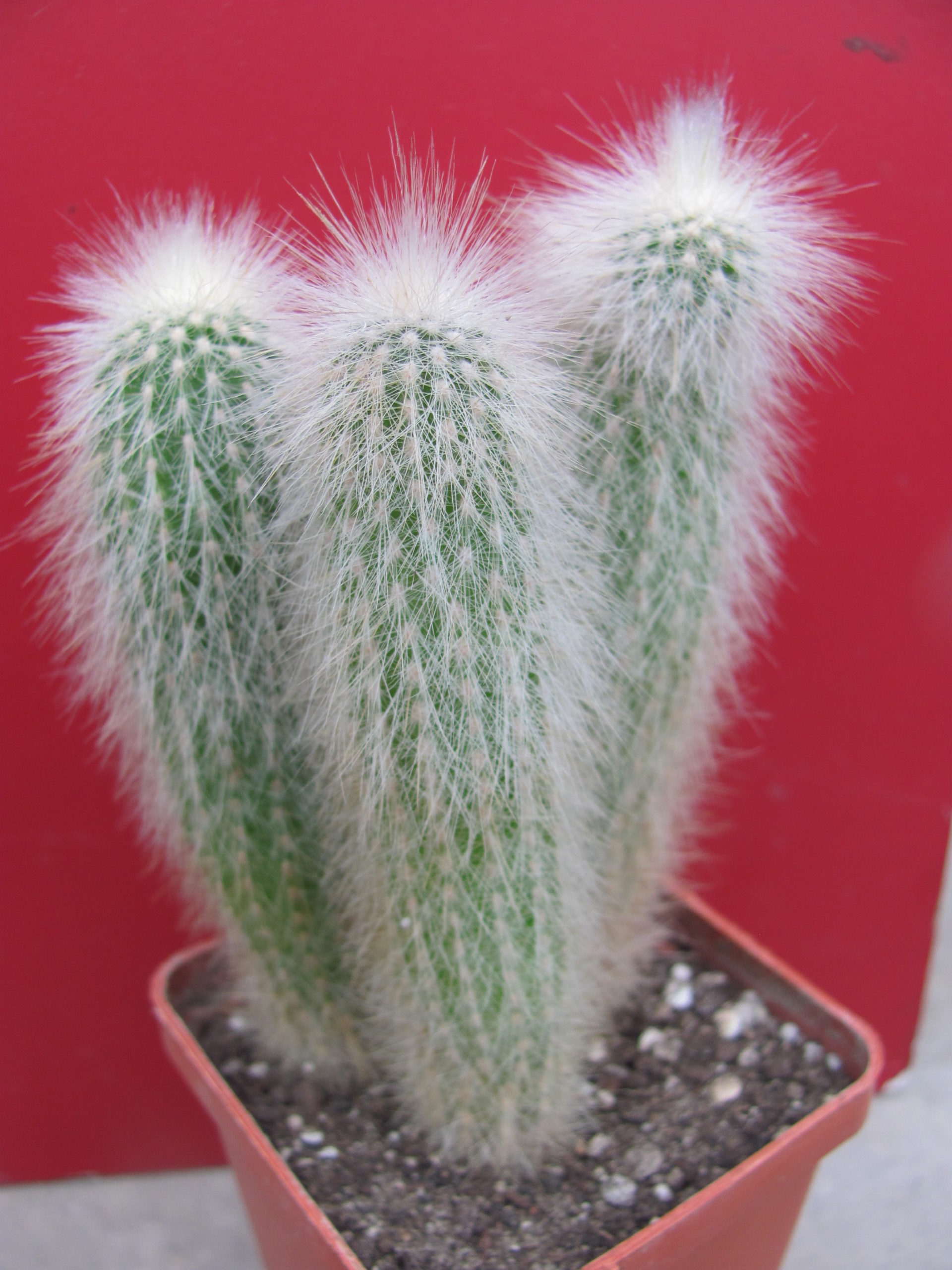 Cleistocactus strausii