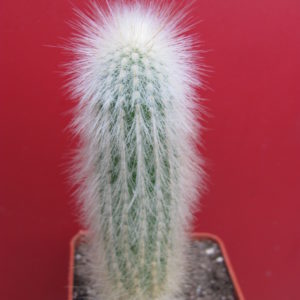Cleistocactus strausii