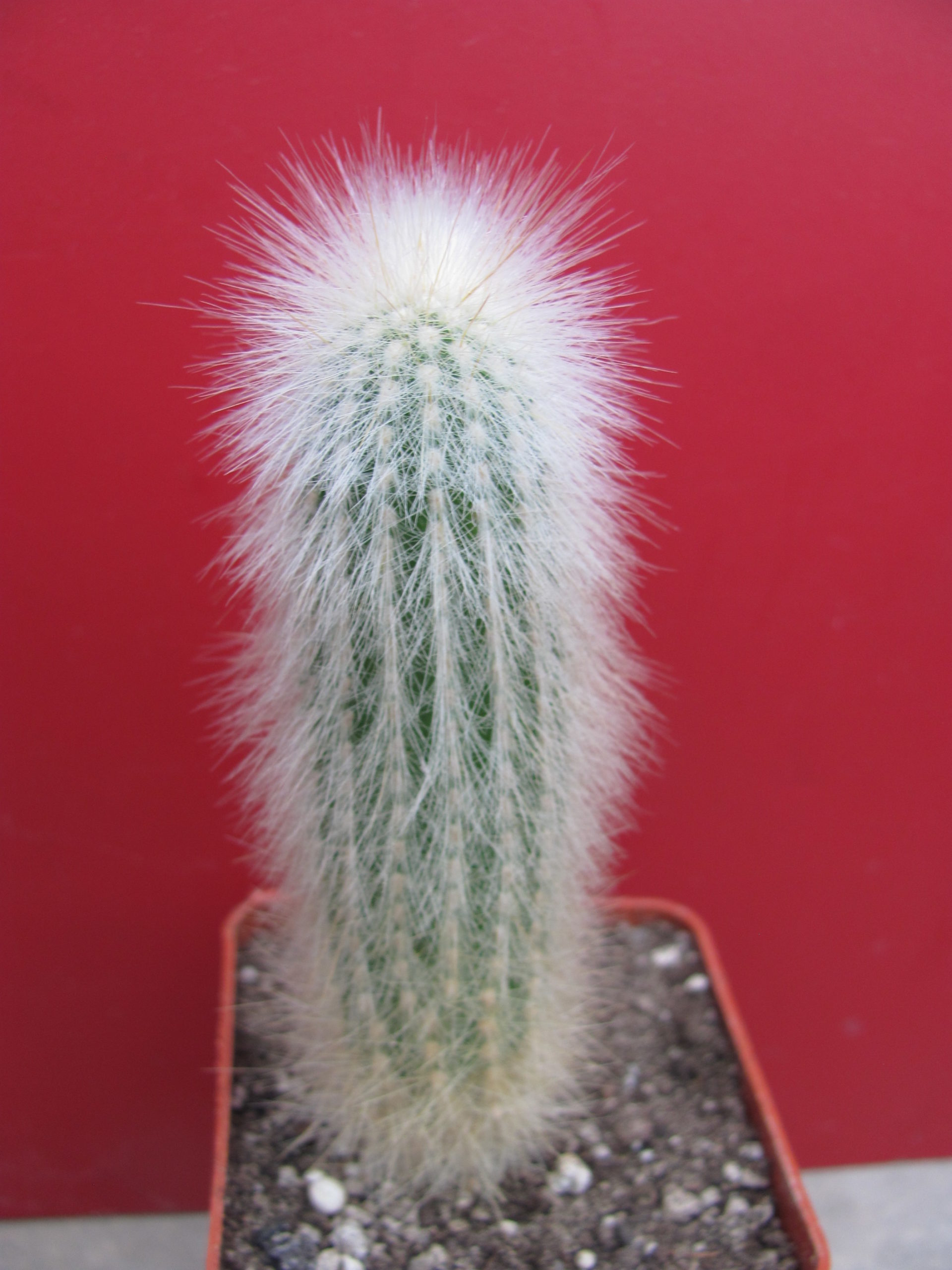 Cleistocactus strausii