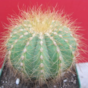 Eriocactus magnificus