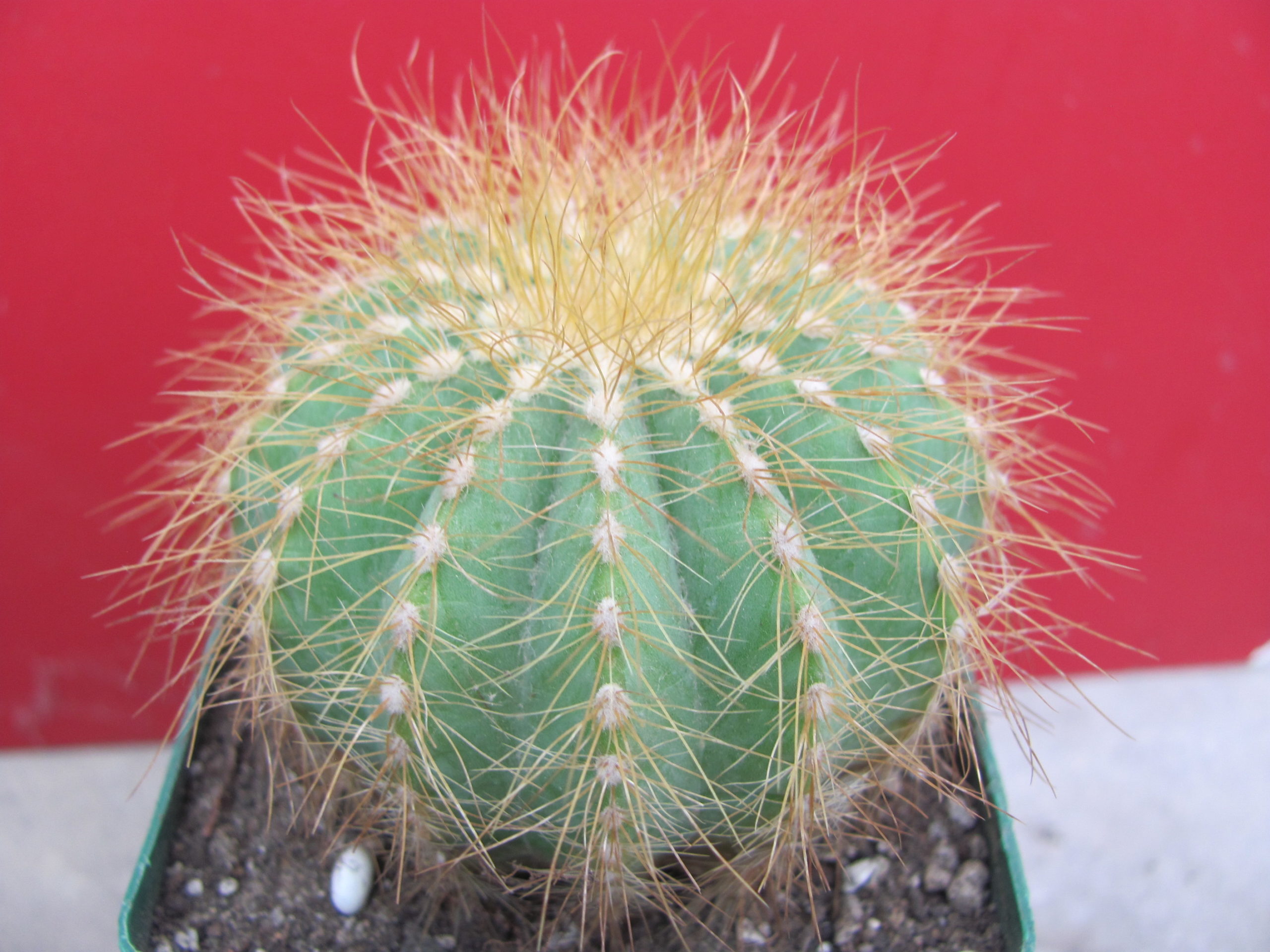 Eriocactus magnificus