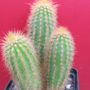 Wintericereus aureispinus   3 разом