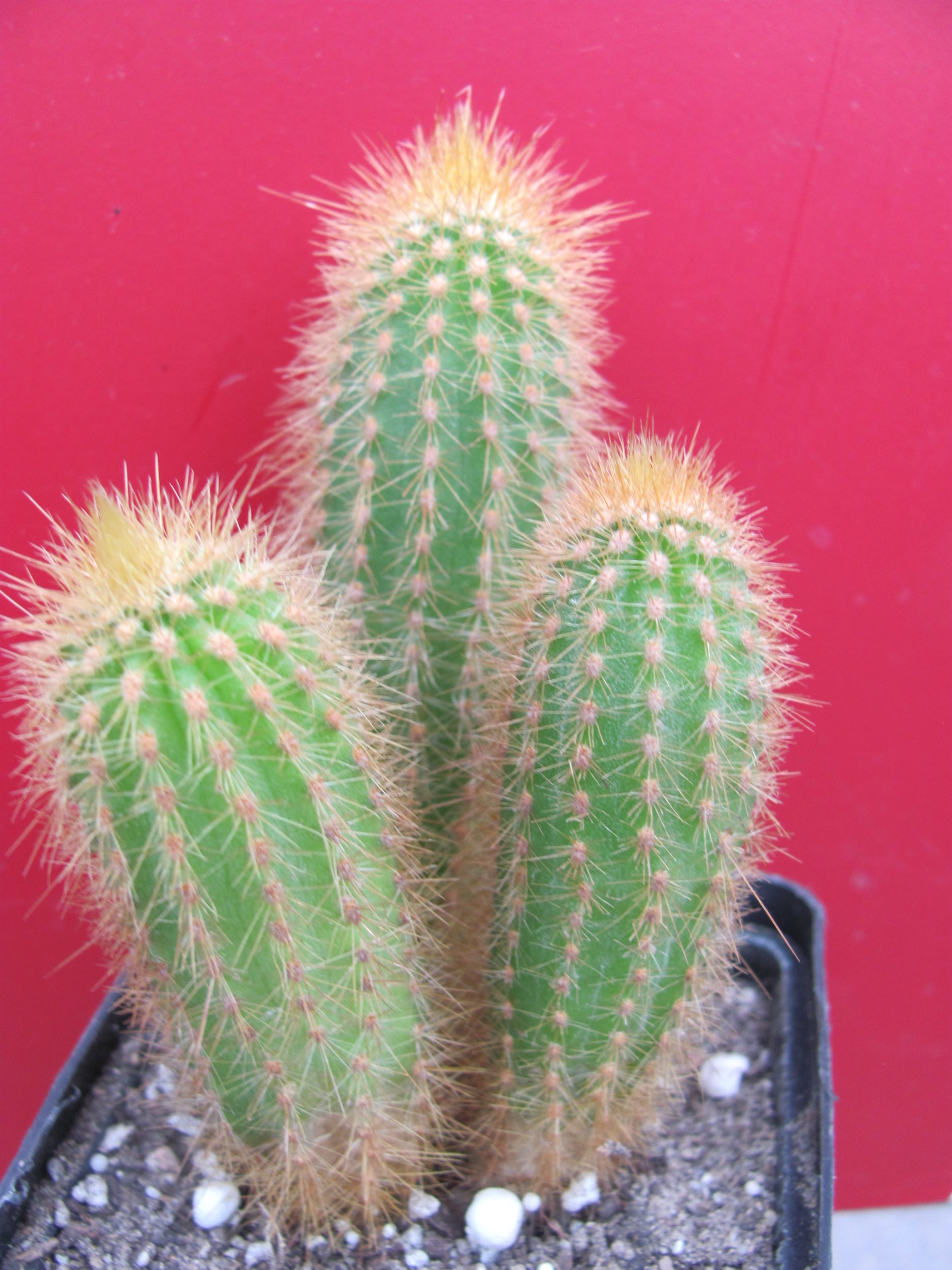 Wintericereus aureispinus 3 разом