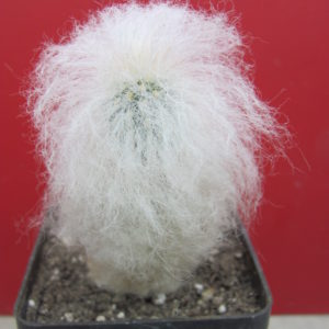Espostoa melanostele