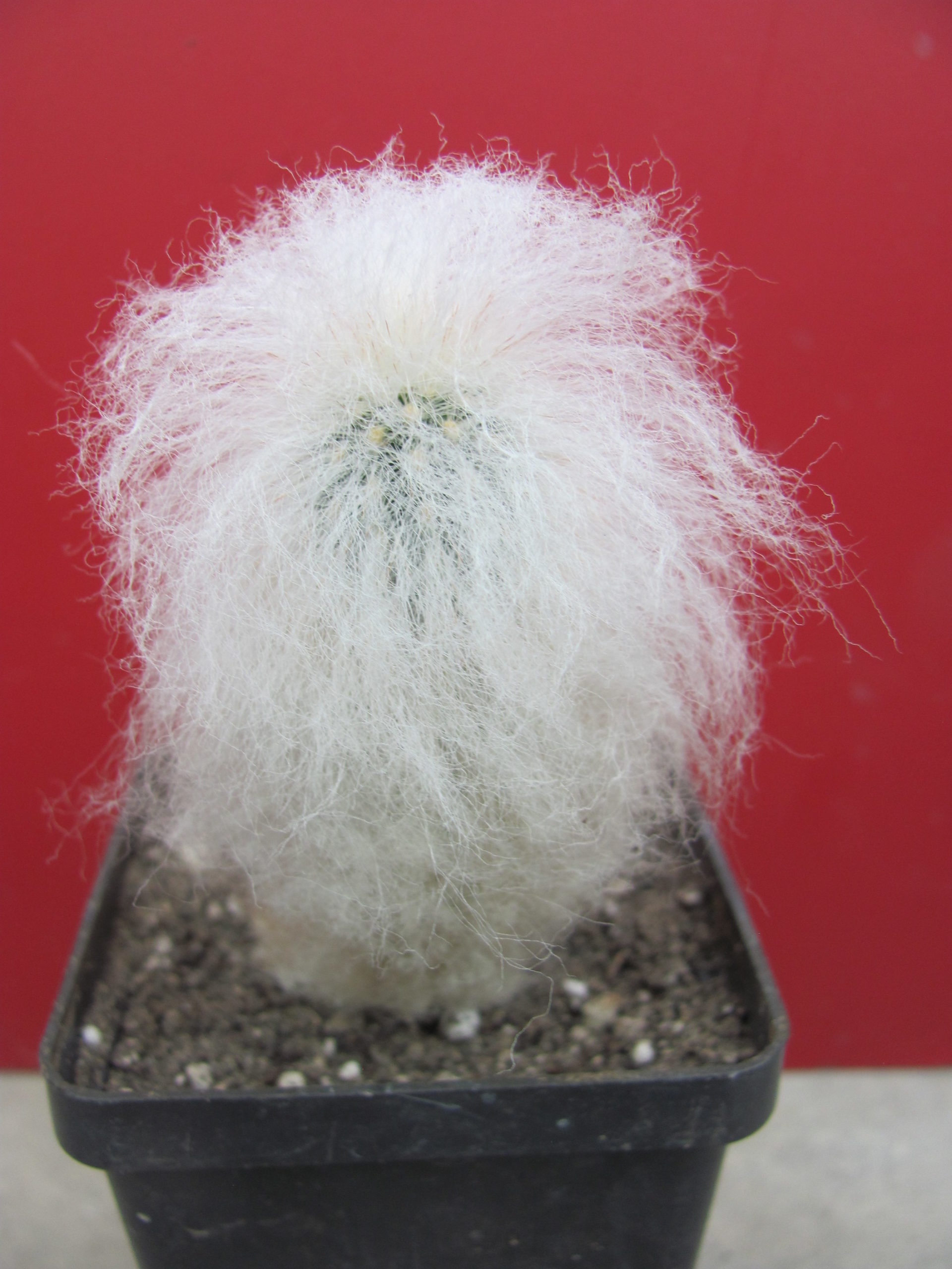 Espostoa melanostele