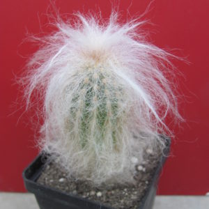 Espostoa ritteri