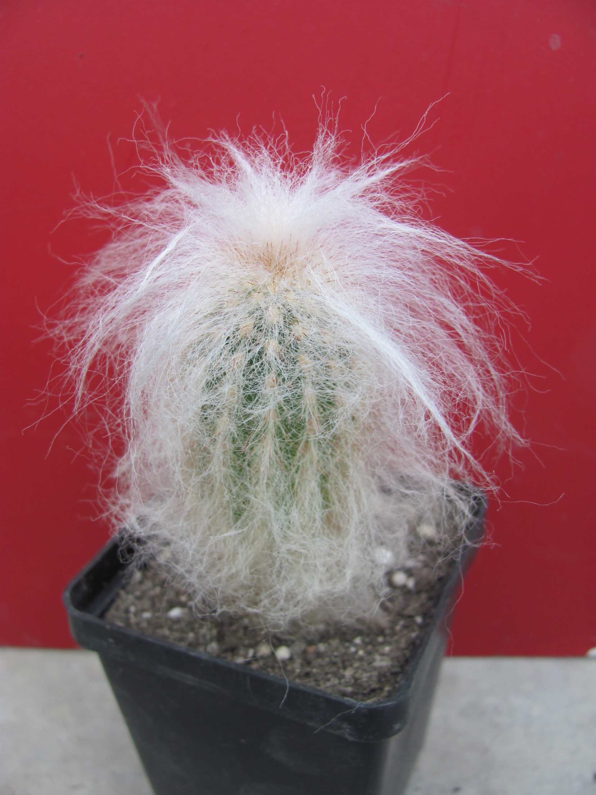 Espostoa ritteri