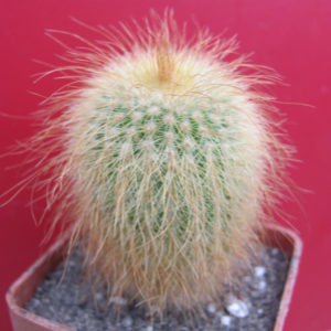 Eriocactus leninghausii