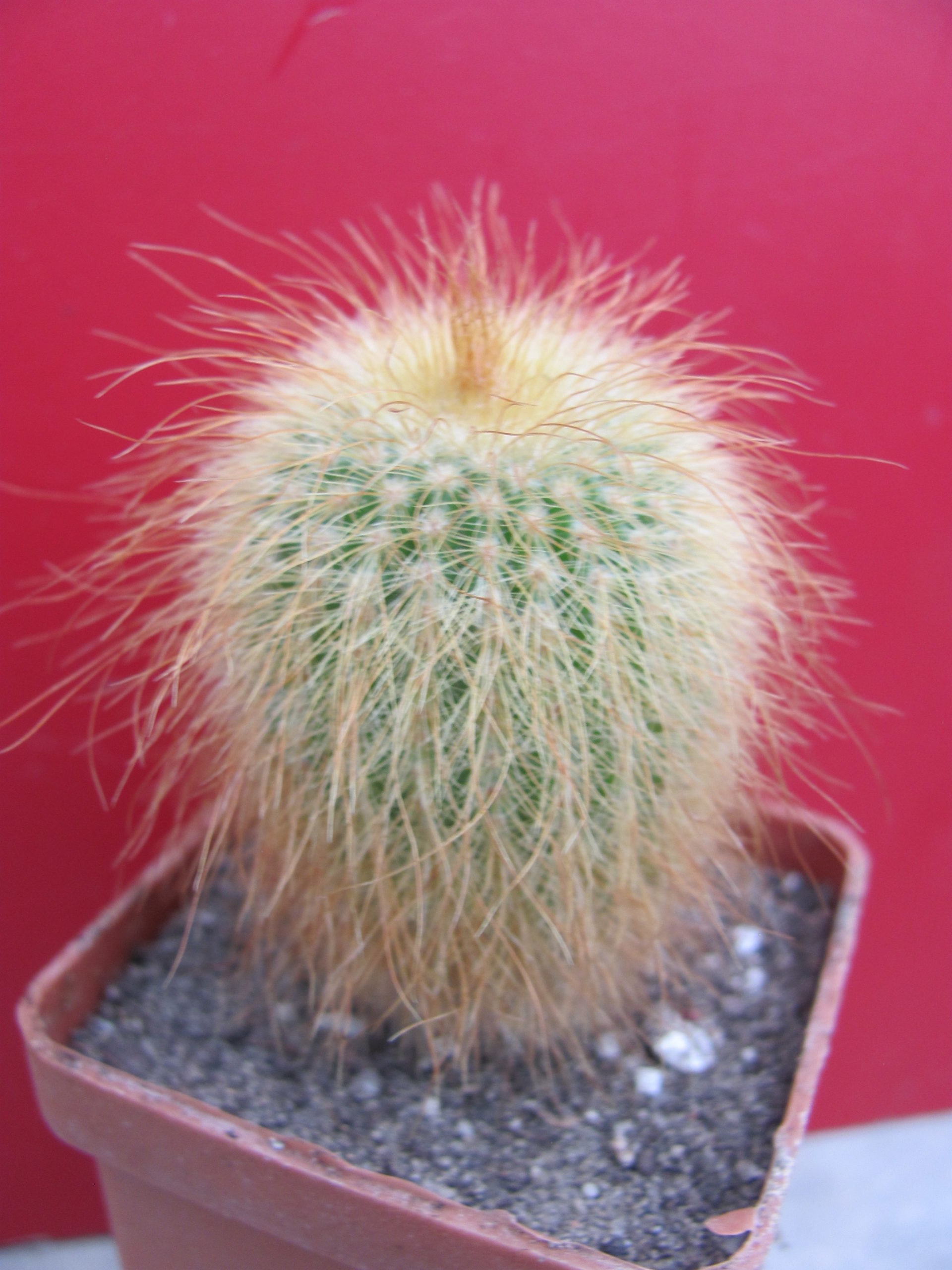 Eriocactus leninghausii