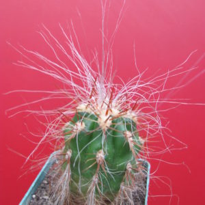 Oreocereus maximus