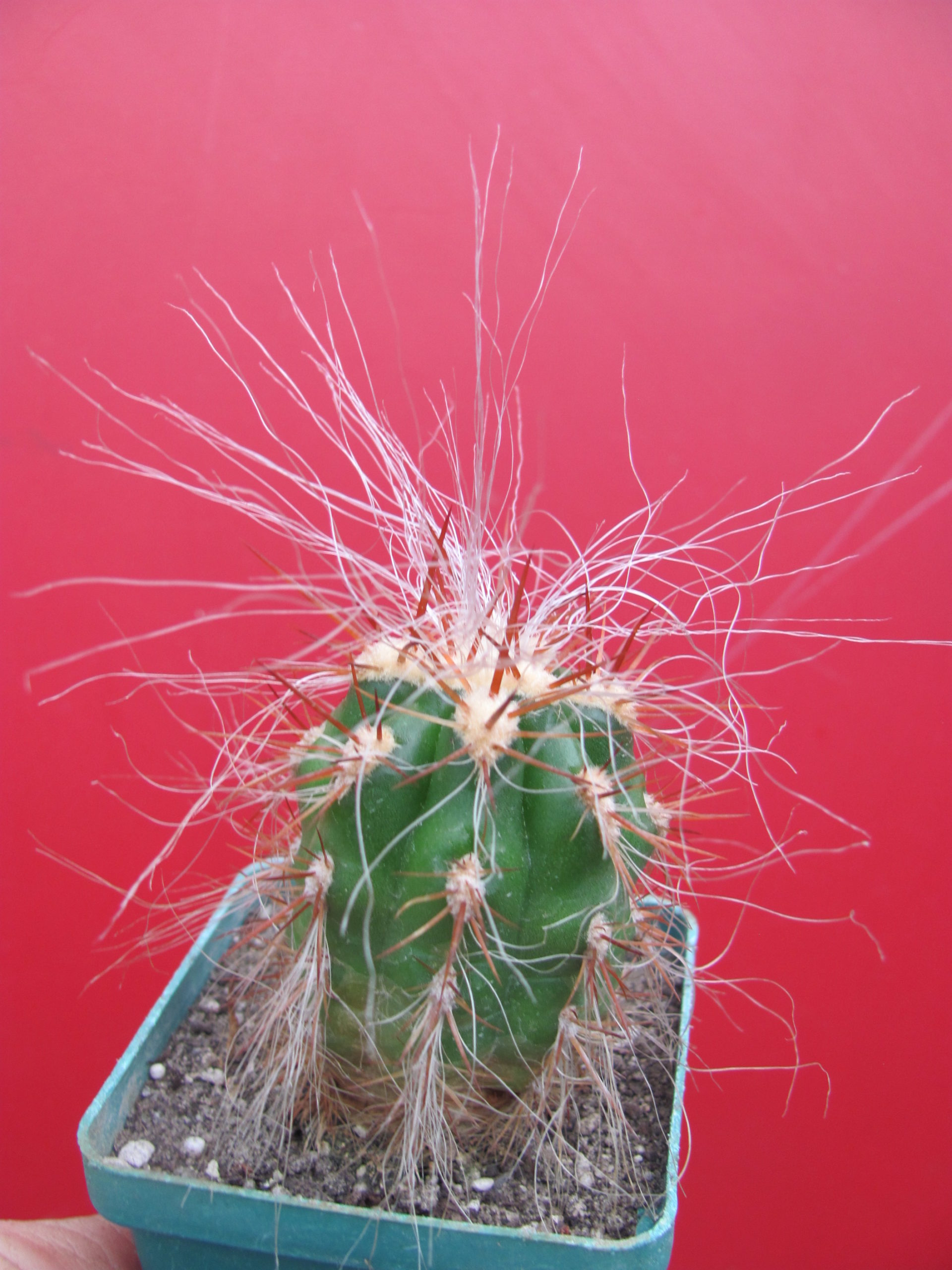 Oreocereus maximus