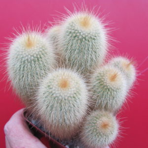 Eriocactus leninghausii