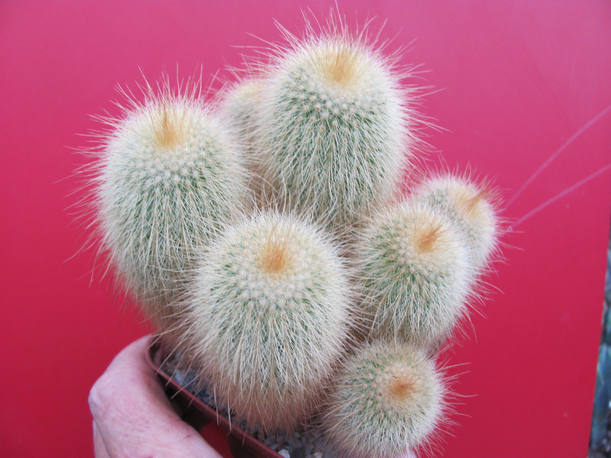Eriocactus leninghausii