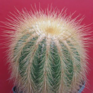 Eriocactus warasii