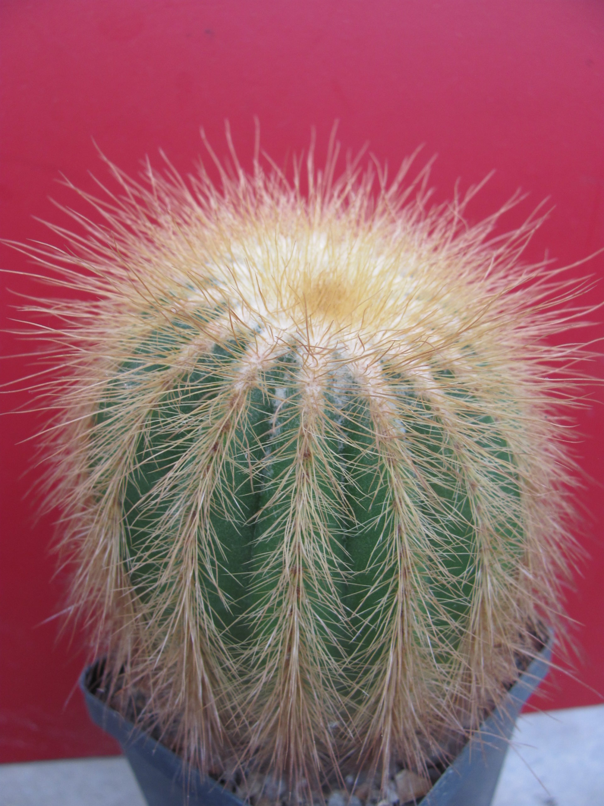 Eriocactus warasii