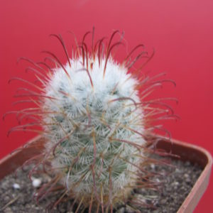 Mammillaria bombycina