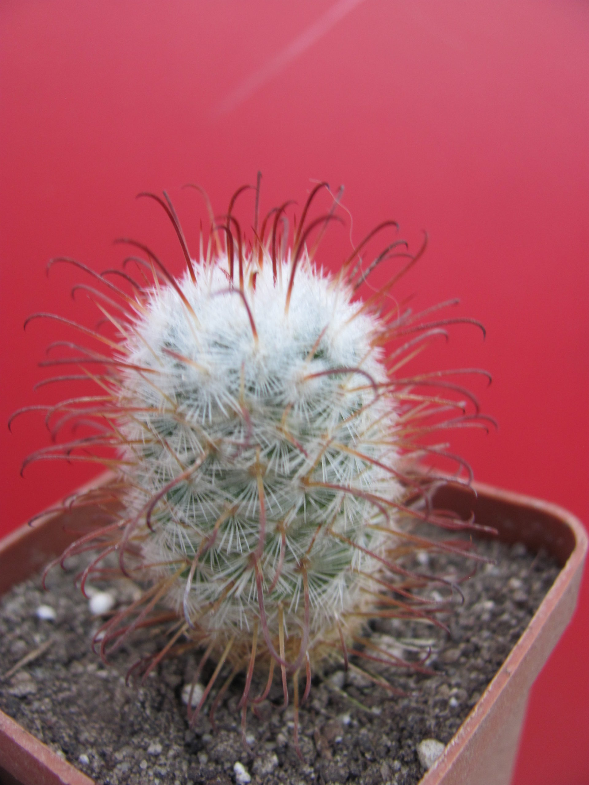 Mammillaria bombycina