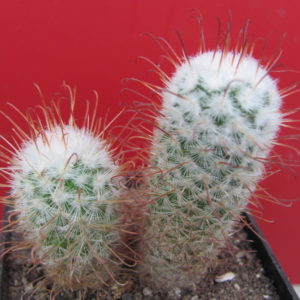 Mammillaria bombycina  2 разом