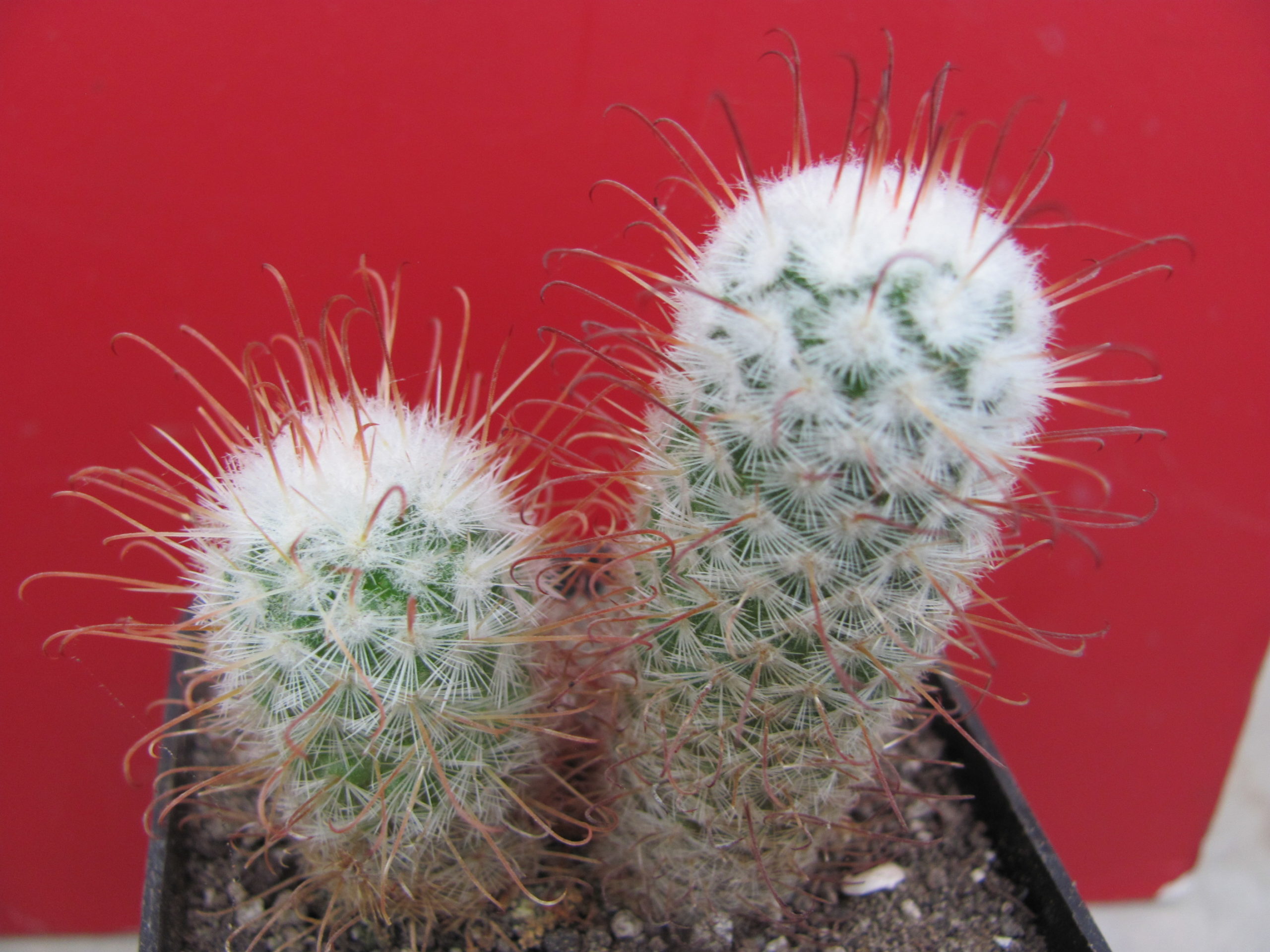 Mammillaria bombycina  2 разом
