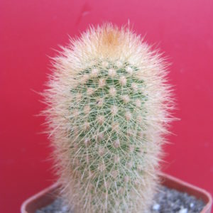 Haageocereus  chosicensis