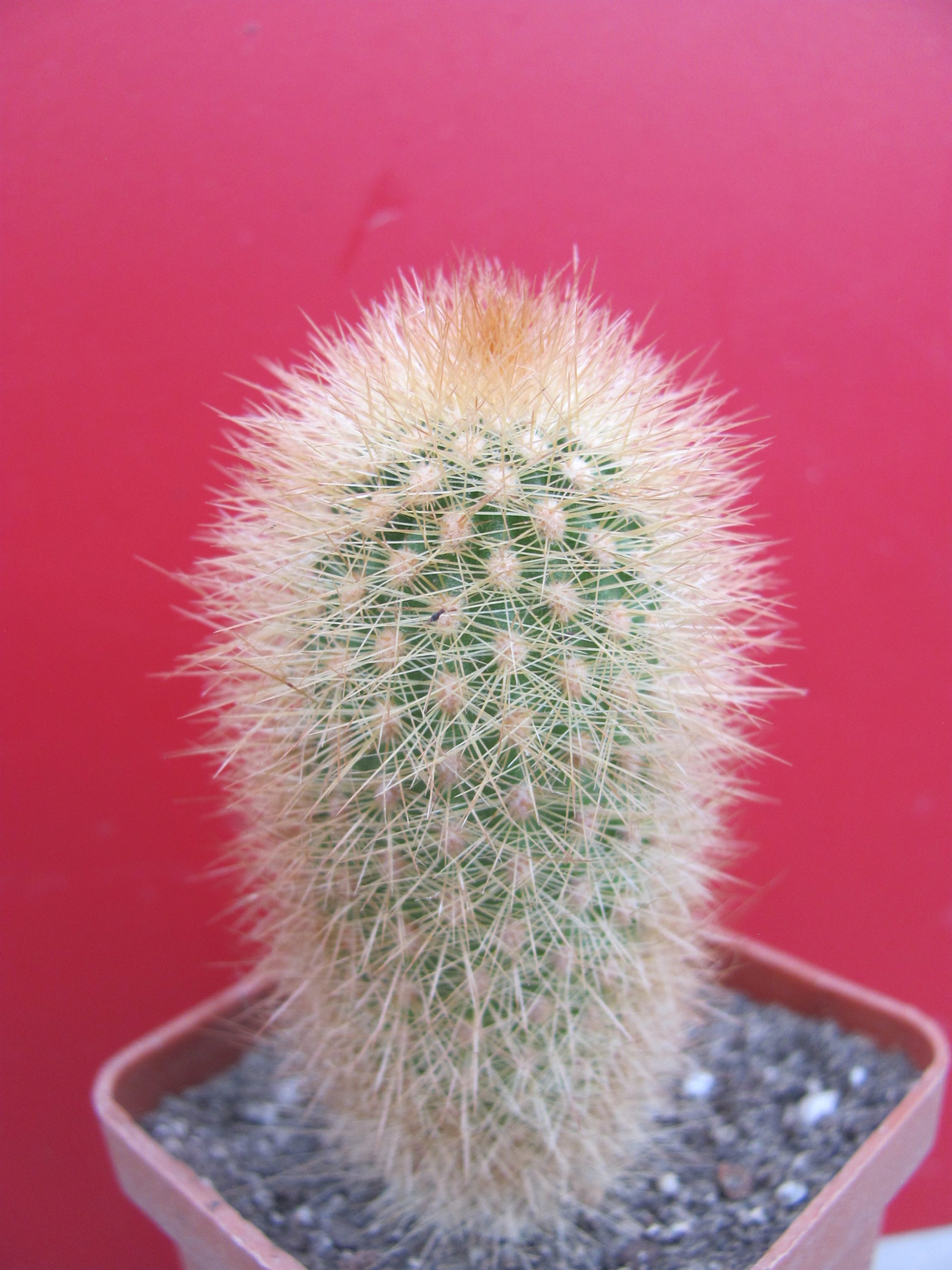 Haageocereus chosicensis