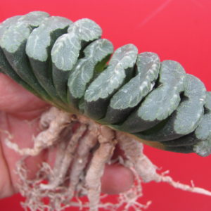Haworthia truncata