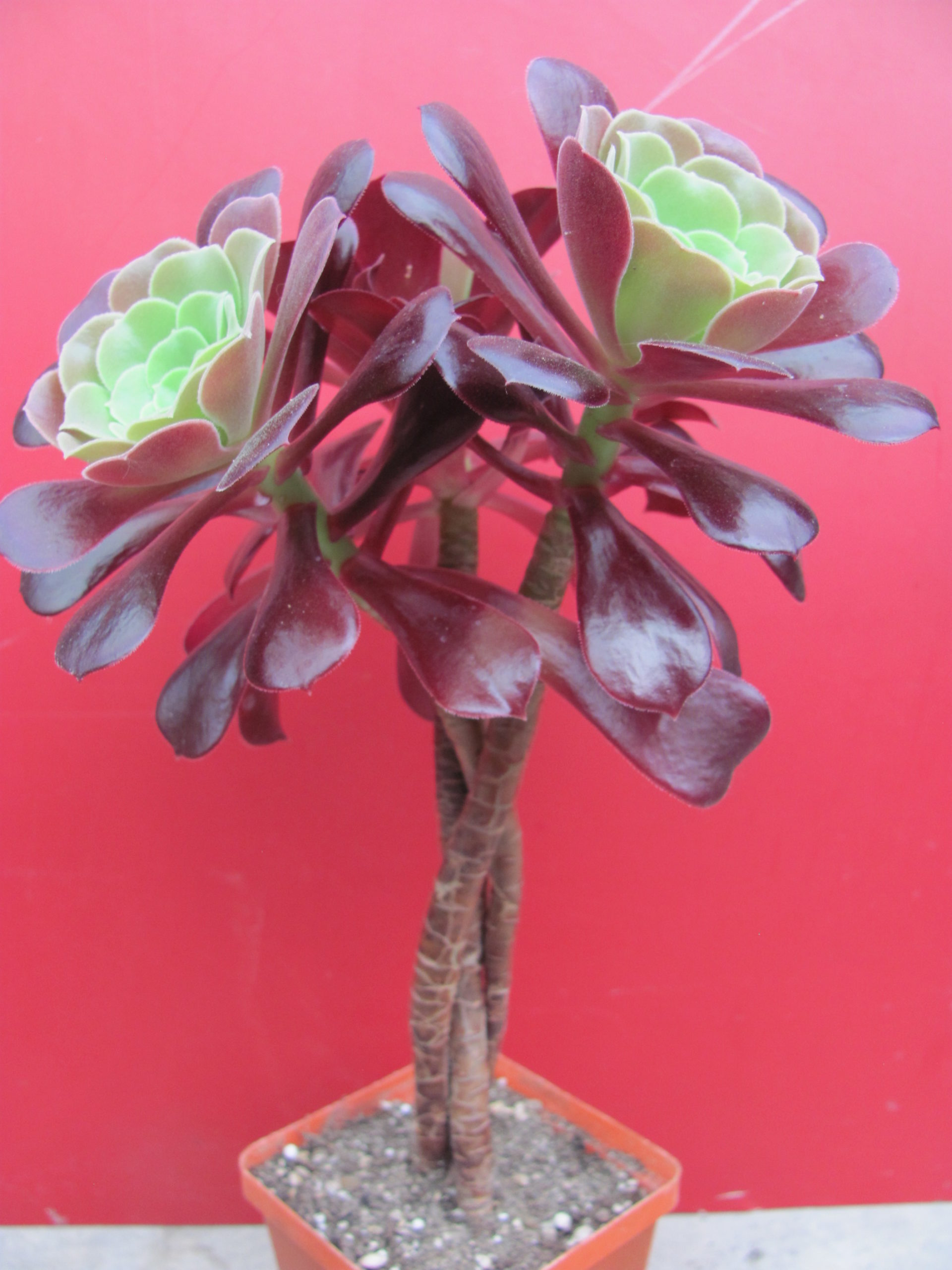 Aeonium  Velour