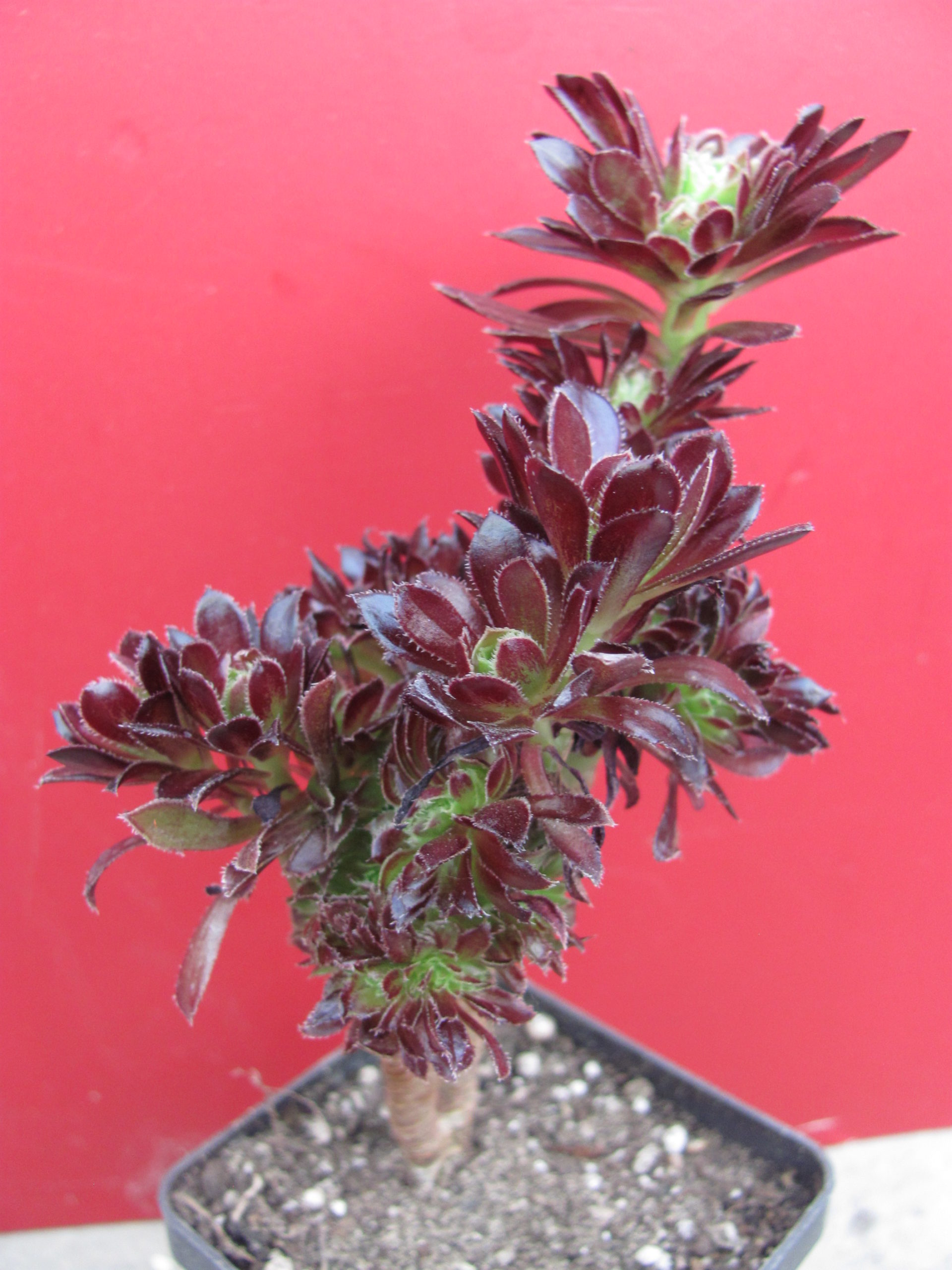 Aeonium cristata
