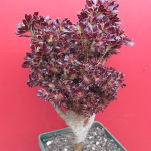 Aeonium cristata