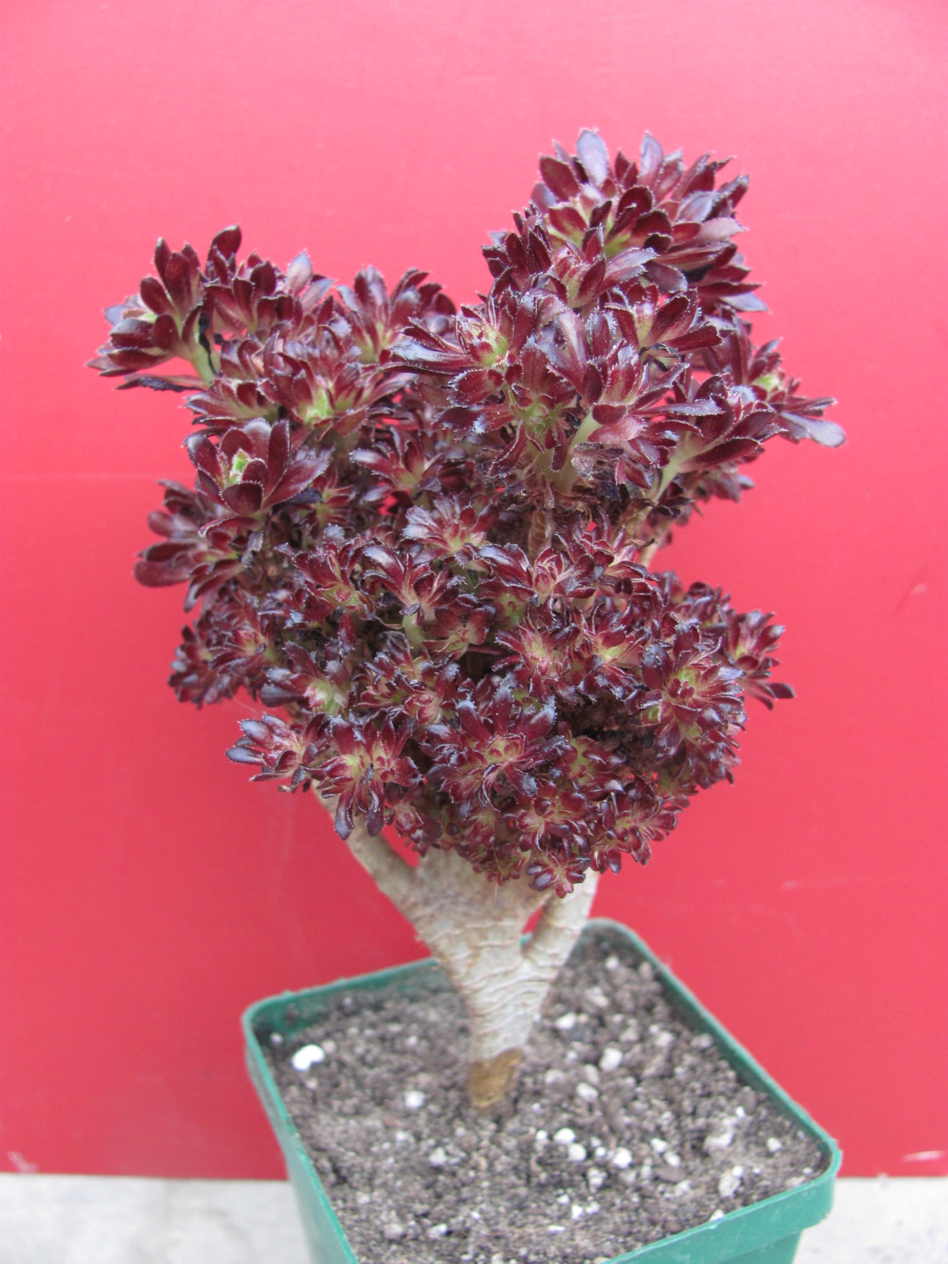 Aeonium cristata