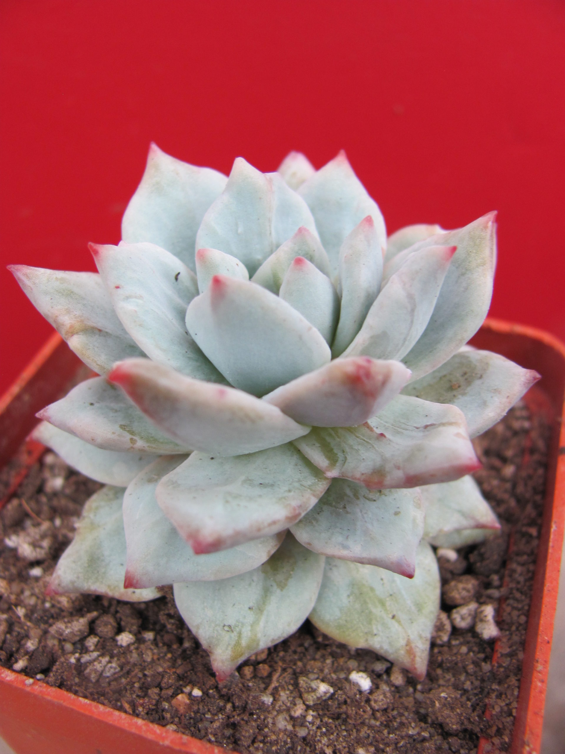 Echeveria Blue Bird  variegata