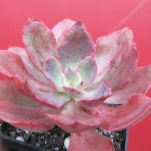Echeveria Red Prince
