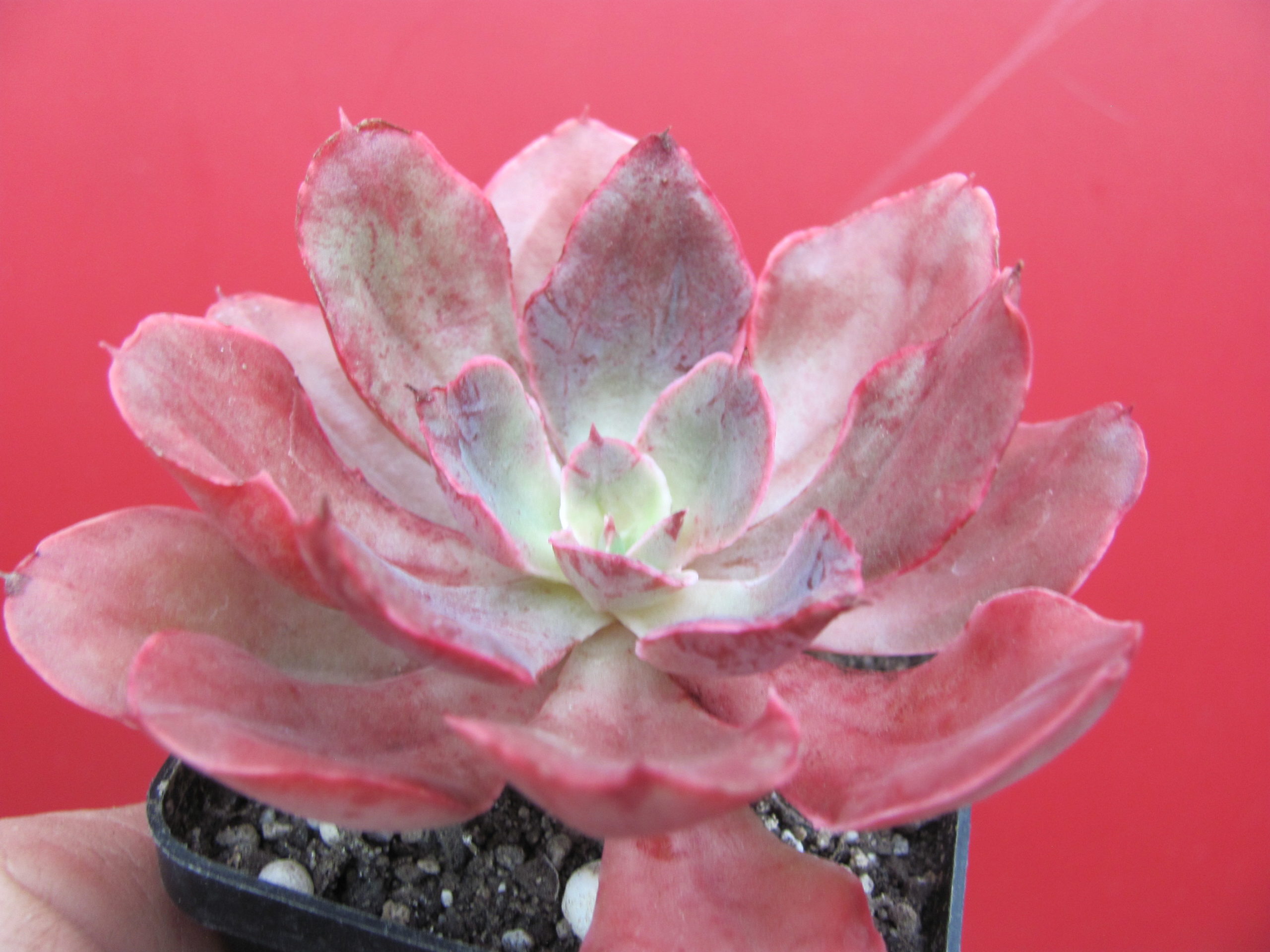 Echeveria Red Prince