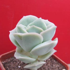 Echeveria Lovely Rose