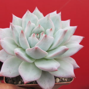 Echeveria Blue Bird