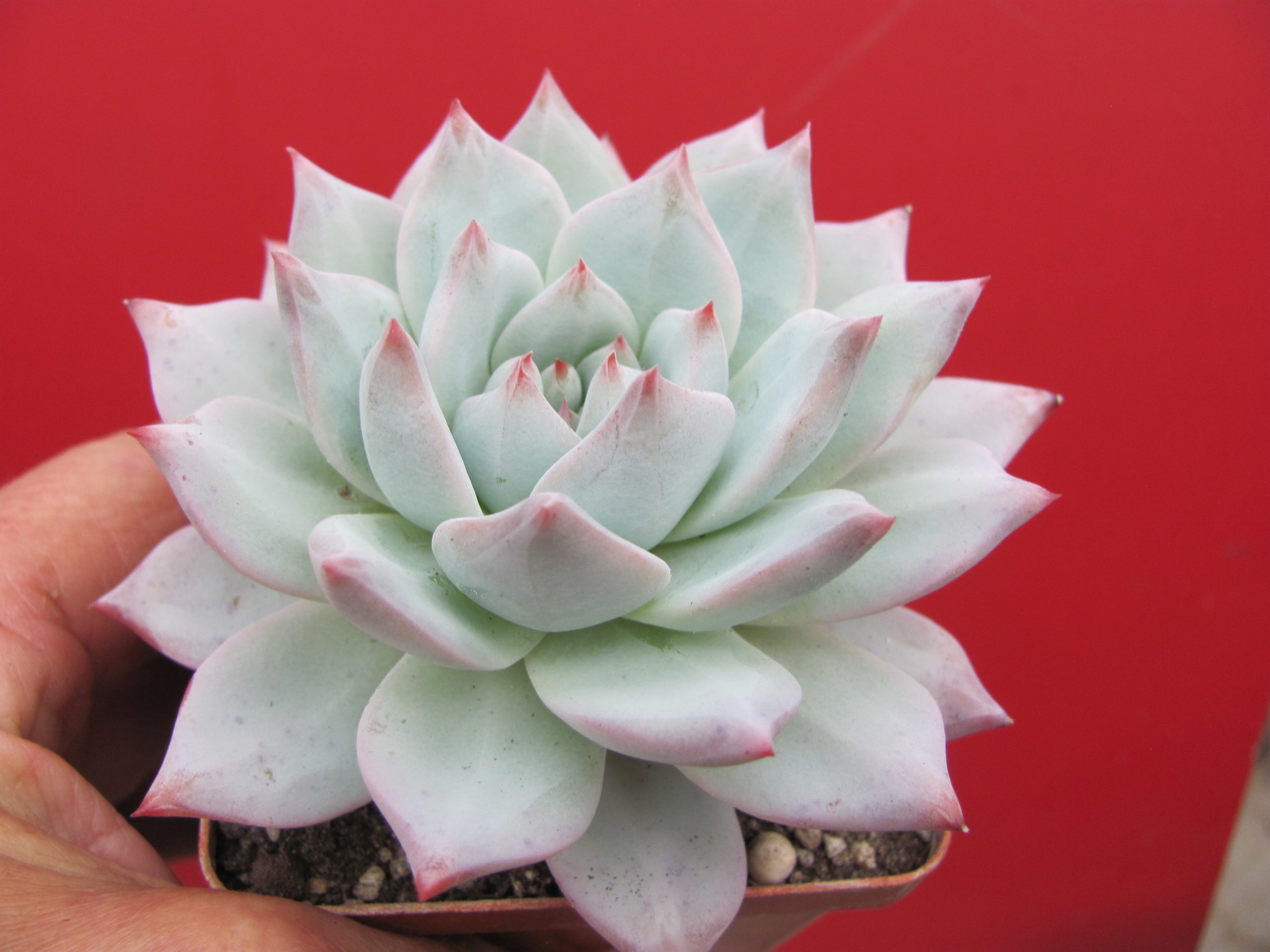 Echeveria Blue Bird