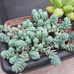 Sedum dasyphyllum   *Major*