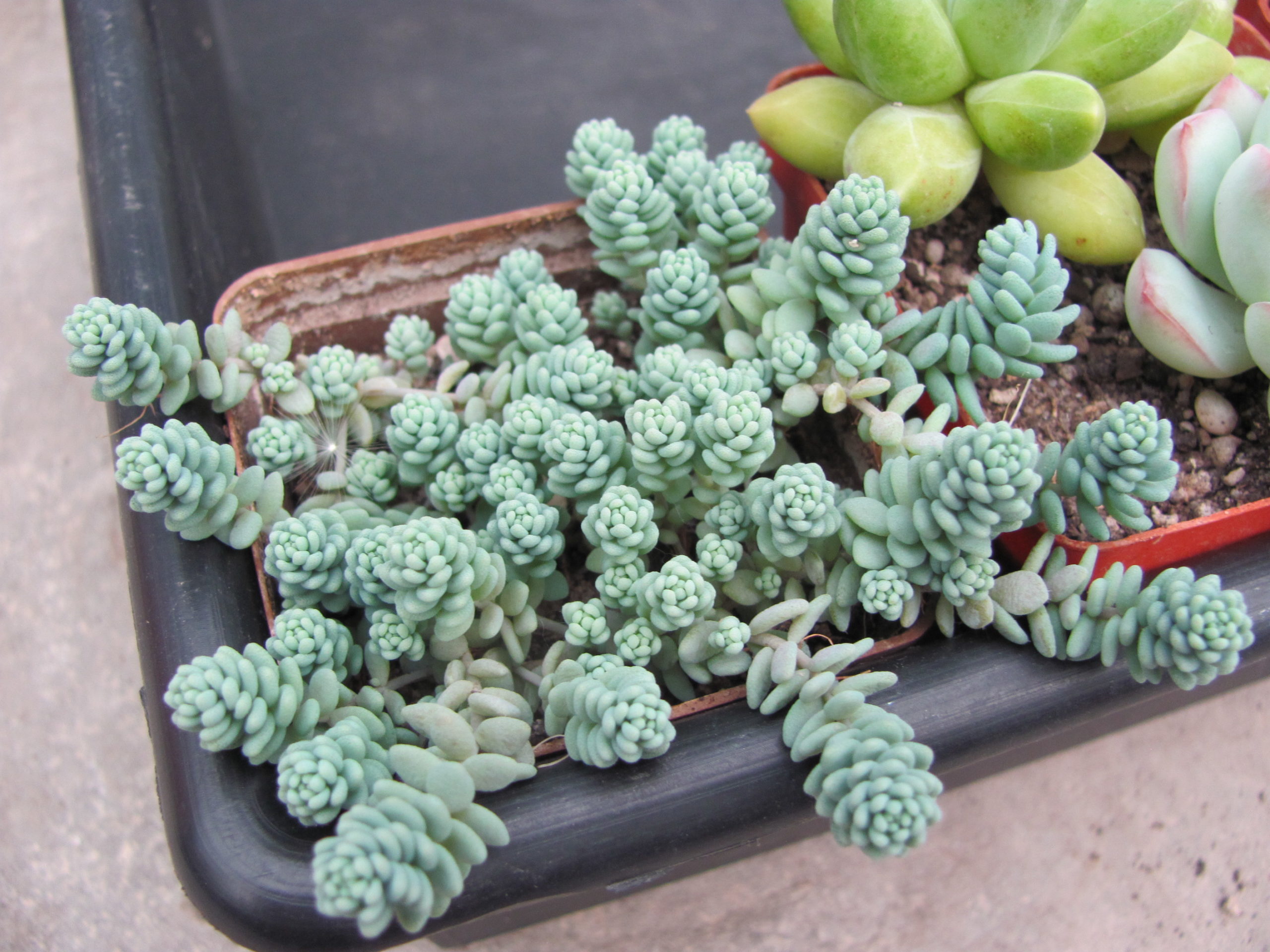 Sedum dasyphyllum   *Major*