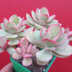 Crassula swaziensis  variegata