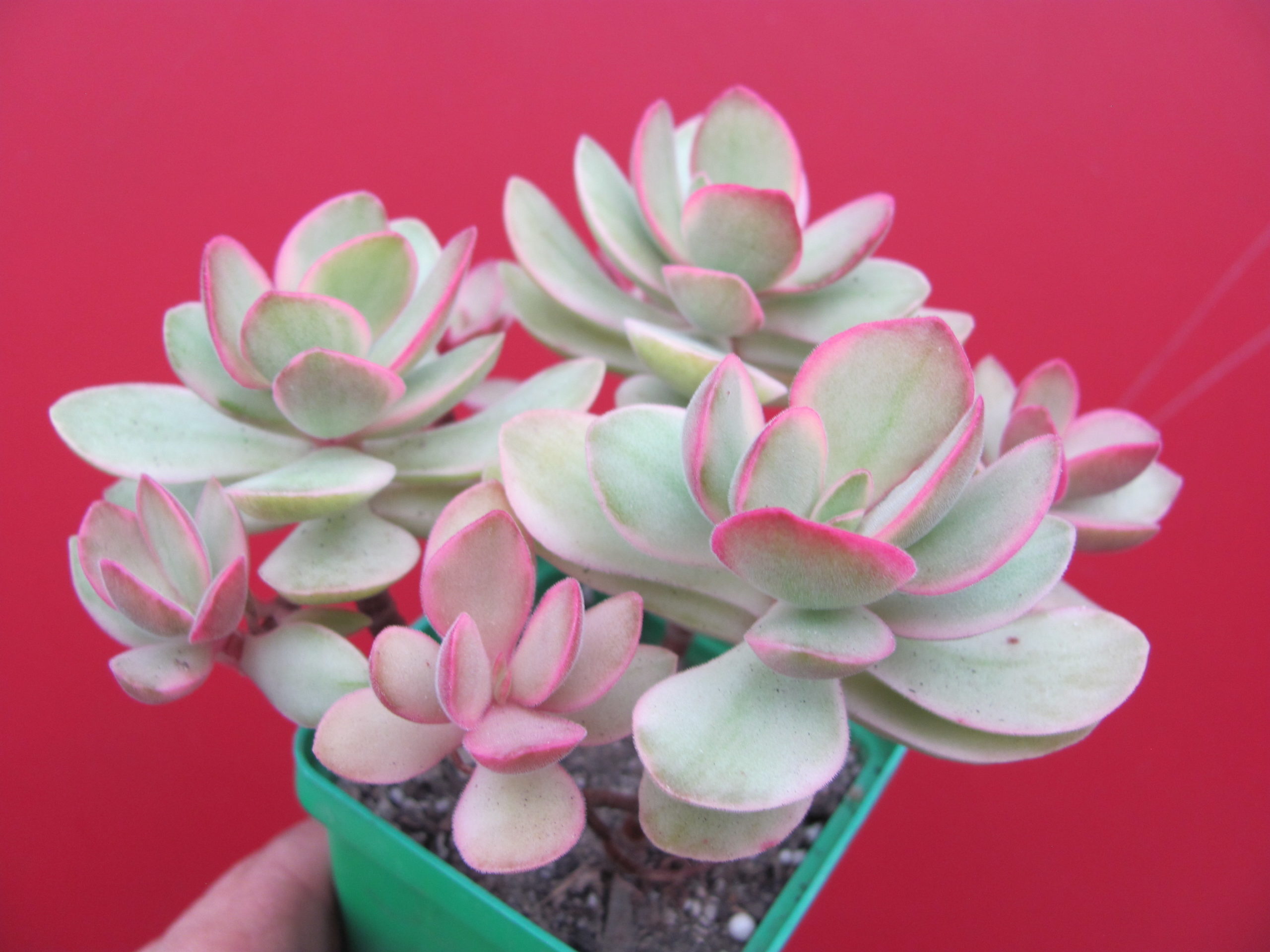 Crassula swaziensis  variegata