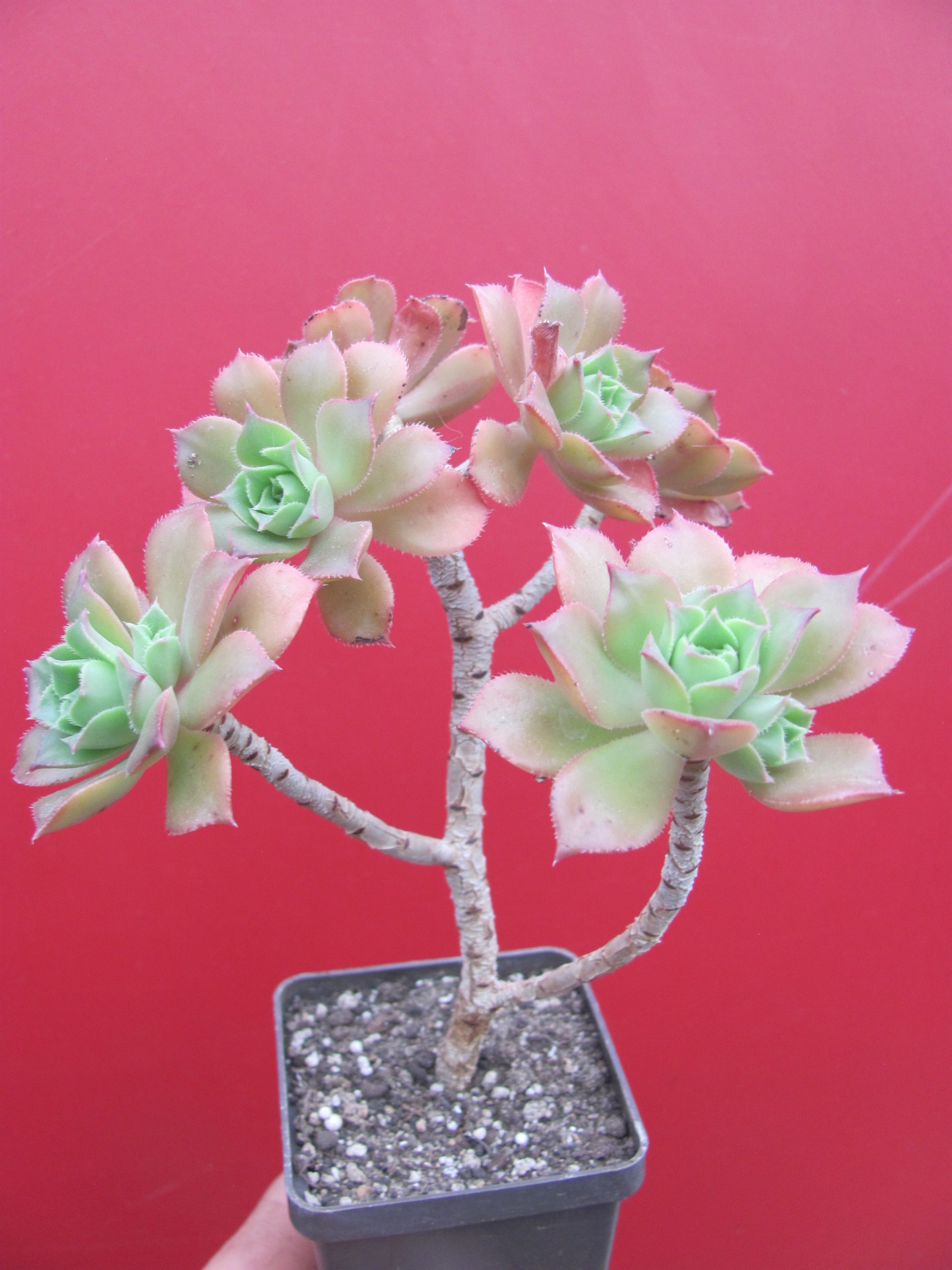 Aeonium