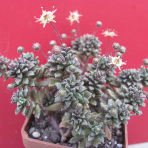 Monanthes subcrassicaulas