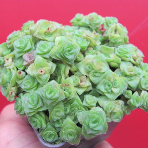 Crassula socialis