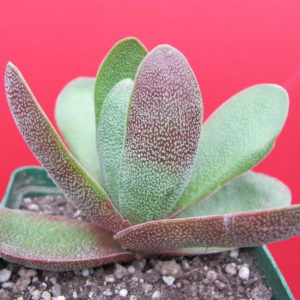 Crassula Cats Tonguae