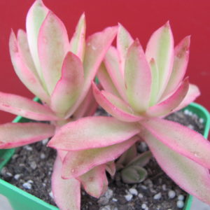 Crassula Campfire variegata