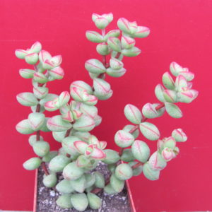 Crassula laginosa