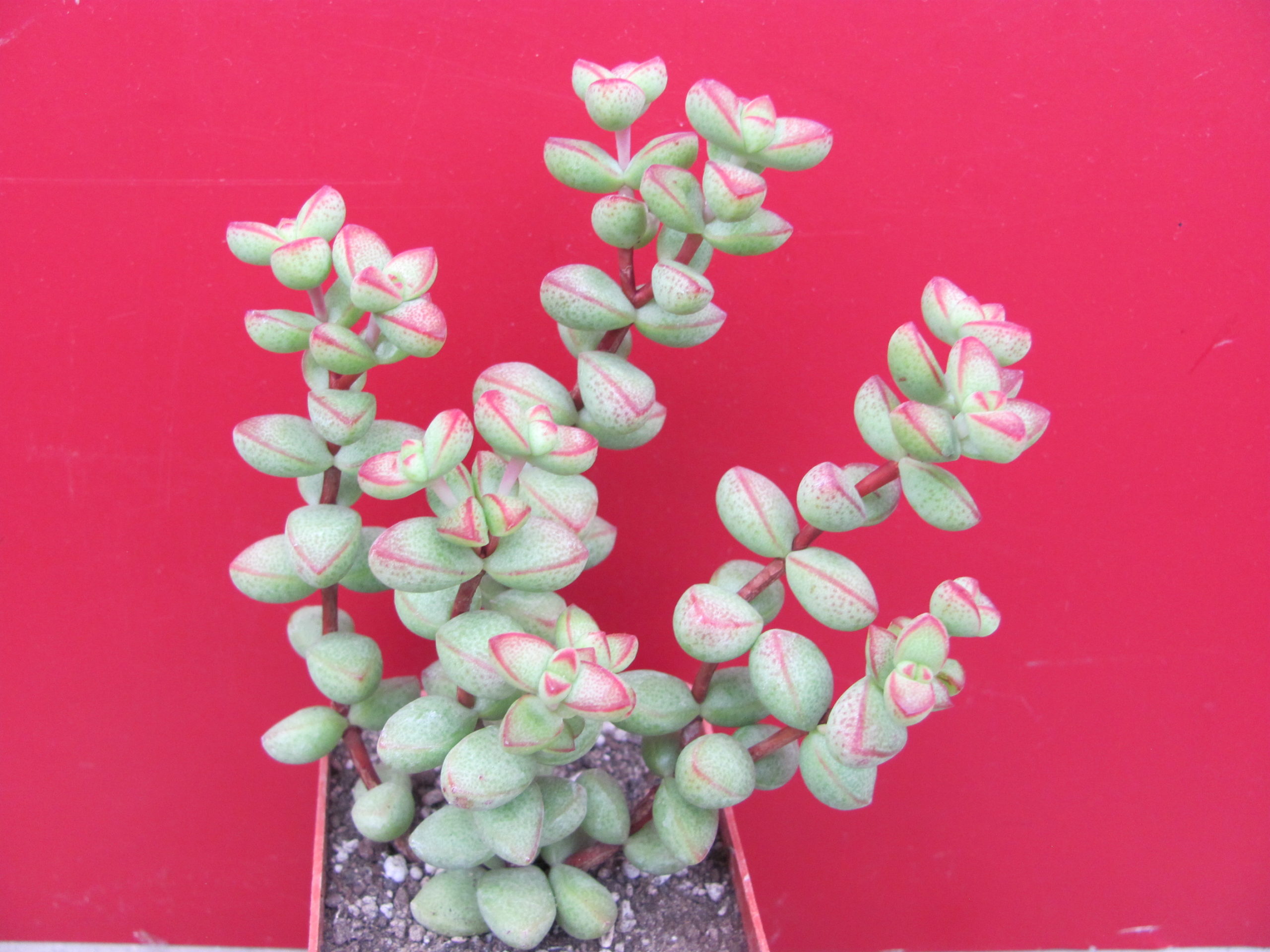 Crassula laginosa