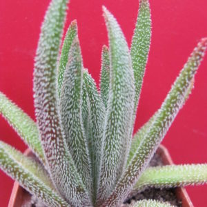 Crassula hirta